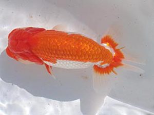 玉野錦鱗会　二席　小方寛治　玉野市