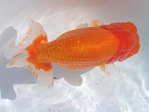 玉野錦鱗会　三席　加藤弘志　倉敷市