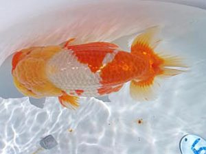 玉野錦鱗会　五席　小方寛治　玉野市