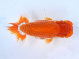 土佐らんちゅう愛好会 東大関 藤原博文 土佐らんちゅう愛好会 東大関 藤原博文