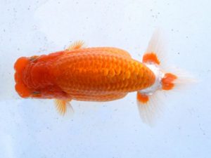 土佐らんちゅう愛好会 西大関 市川正二 土佐らんちゅう愛好会 西大関 市川正二