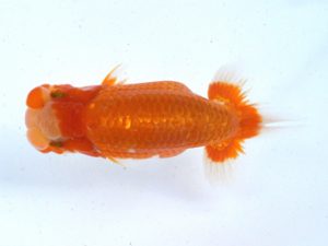 土佐らんちゅう愛好会 立行司 川本智祥 土佐らんちゅう愛好会 立行司 川本智祥