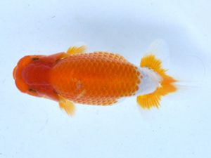 土佐らんちゅう愛好会 東取締 藤原博文 土佐らんちゅう愛好会 東取締 藤原博文