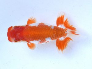 土佐らんちゅう愛好会 西取締 大西 憲 土佐らんちゅう愛好会 西取締 大西 憲