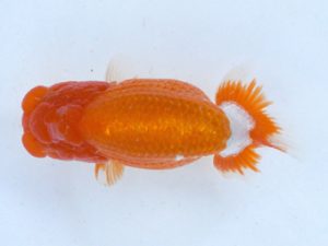 土佐らんちゅう愛好会 東大関 寒川秀春 土佐らんちゅう愛好会 東大関 寒川秀春