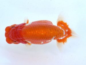 土佐らんちゅう愛好会 西大関 川野多寛 土佐らんちゅう愛好会 西大関 川野多寛