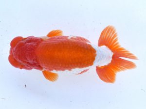 土佐らんちゅう愛好会 立行司 寒川秀春 土佐らんちゅう愛好会 立行司 寒川秀春