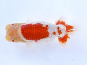 土佐らんちゅう愛好会 東取締 高橋欣次 土佐らんちゅう愛好会 東取締 高橋欣次