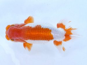 土佐らんちゅう愛好会 西取締 川村和己 土佐らんちゅう愛好会 西取締 川村和己