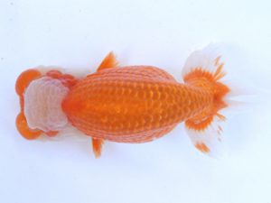 土佐らんちゅう愛好会 東大関 高橋欣次 土佐らんちゅう愛好会 東大関 高橋欣次