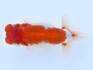 土佐らんちゅう愛好会 西大関 石村俊夫 土佐らんちゅう愛好会 西大関 石村俊夫