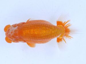 土佐らんちゅう愛好会 立行司 川村和己 土佐らんちゅう愛好会 立行司 川村和己