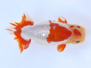 土佐らんちゅう愛好会 東取締 細川隆憲 土佐らんちゅう愛好会 東取締 細川隆憲