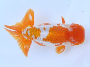 土佐らんちゅう愛好会 西取締 細川隆憲 土佐らんちゅう愛好会 西取締 細川隆憲