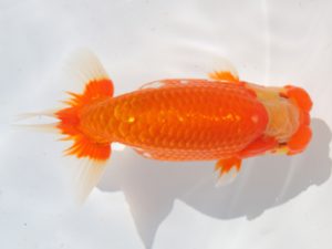 津島愛錦クラブ　東大関　鈴木友来　海津市