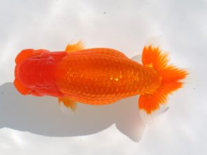 津島愛錦クラブ　西大関　吉村昭治　名古屋市