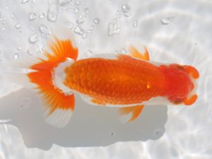 津島愛錦クラブ　立行司　山田重夫　愛西市