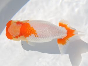 津島愛錦クラブ　取締一　白石幸夫　愛西市