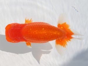 津島愛錦クラブ　取締二　渡辺　敦　犬山市