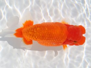 津島愛錦クラブ　東大関　伊藤勝敏　津島市