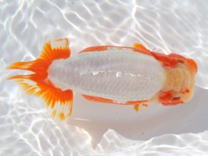 津島愛錦クラブ　西大関　川口敦司　稲沢市