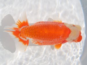 津島愛錦クラブ　立行司　浅野昌明　羽島市