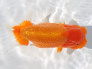 津島愛錦クラブ　取締一　宇野正志　長久手市