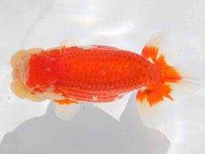 津島愛錦クラブ　東大関　川口敦司　稲沢市