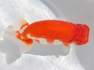 津島愛錦クラブ　西大関　川口　功　あま市