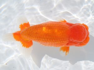 津島愛錦クラブ　立行司　渡邉昭彦　養老町