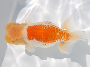 津島愛錦クラブ　取締一　川口　功　あま市