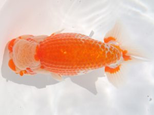 津島愛錦クラブ　取締二　渡邉昭彦　養老町