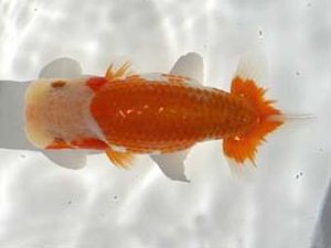 優らん会 西大関 藤田和久 敦賀市 優らん会 西大関 藤田和久 敦賀市