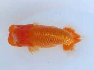 優らん会 東取締 藤田和久 敦賀市 優らん会 東取締 藤田和久 敦賀市