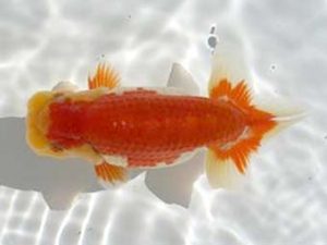 優らん会 西取締 西出 茂 加賀市 優らん会 西取締 西出 茂 加賀市