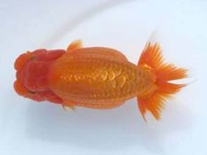 優らん会 東取締 尾端和成 彦根市 優らん会 東取締 尾端和成 彦根市