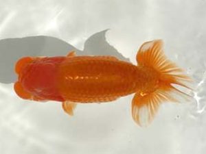 優らん会 西取締 宮田清志 舞鶴市 優らん会 西取締 宮田清志 舞鶴市