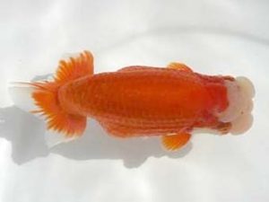 優らん会 東大関 熊﨑次郎 敦賀市 優らん会 東大関 熊﨑次郎 敦賀市