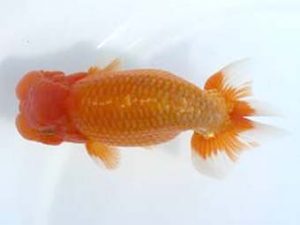 優らん会 西大関 藤田和久 敦賀市 優らん会 西大関 藤田和久 敦賀市