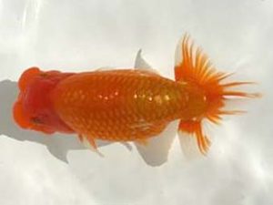 優らん会 立行司 藤田和久 敦賀市 優らん会 立行司 藤田和久 敦賀市