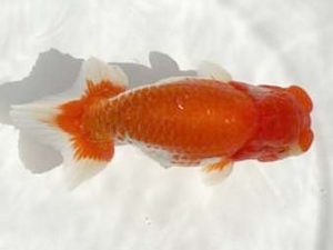 優らん会 東取締 西出 茂 加賀市 優らん会 東取締 西出 茂 加賀市