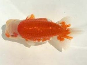 優らん会 西取締 熊﨑次郎 敦賀市 優らん会 西取締 熊﨑次郎 敦賀市