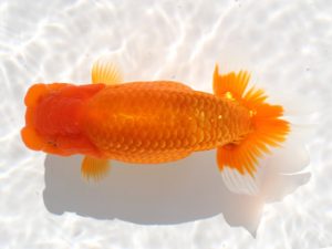 備後鱗友会　東大関　胡本佳孝　岡山
