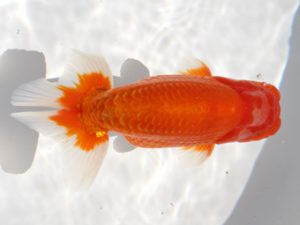 備後鱗友会　西大関　田中茂規　岡山