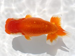 備後鱗友会　立行司　玉川員登　庄原
