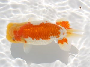 備後鱗友会　平岡義政　尾道
