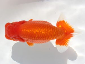 備後鱗友会　東大関　久野満美　呉

