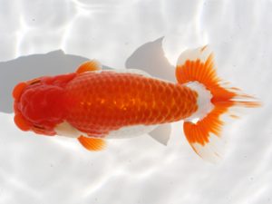 備後鱗友会　西大関　久野満美　呉