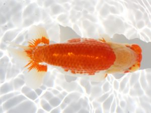 備後鱗友会　立行司　松井秀憲　福山
