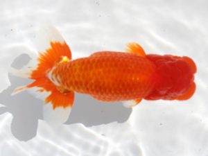 備後鱗友会　東取締　箱崎一三　尾道
